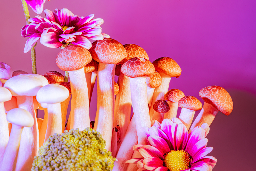 Mushrooms on Vibrant Background