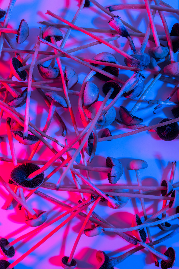 Psilocybe recreational medicine mushrooms