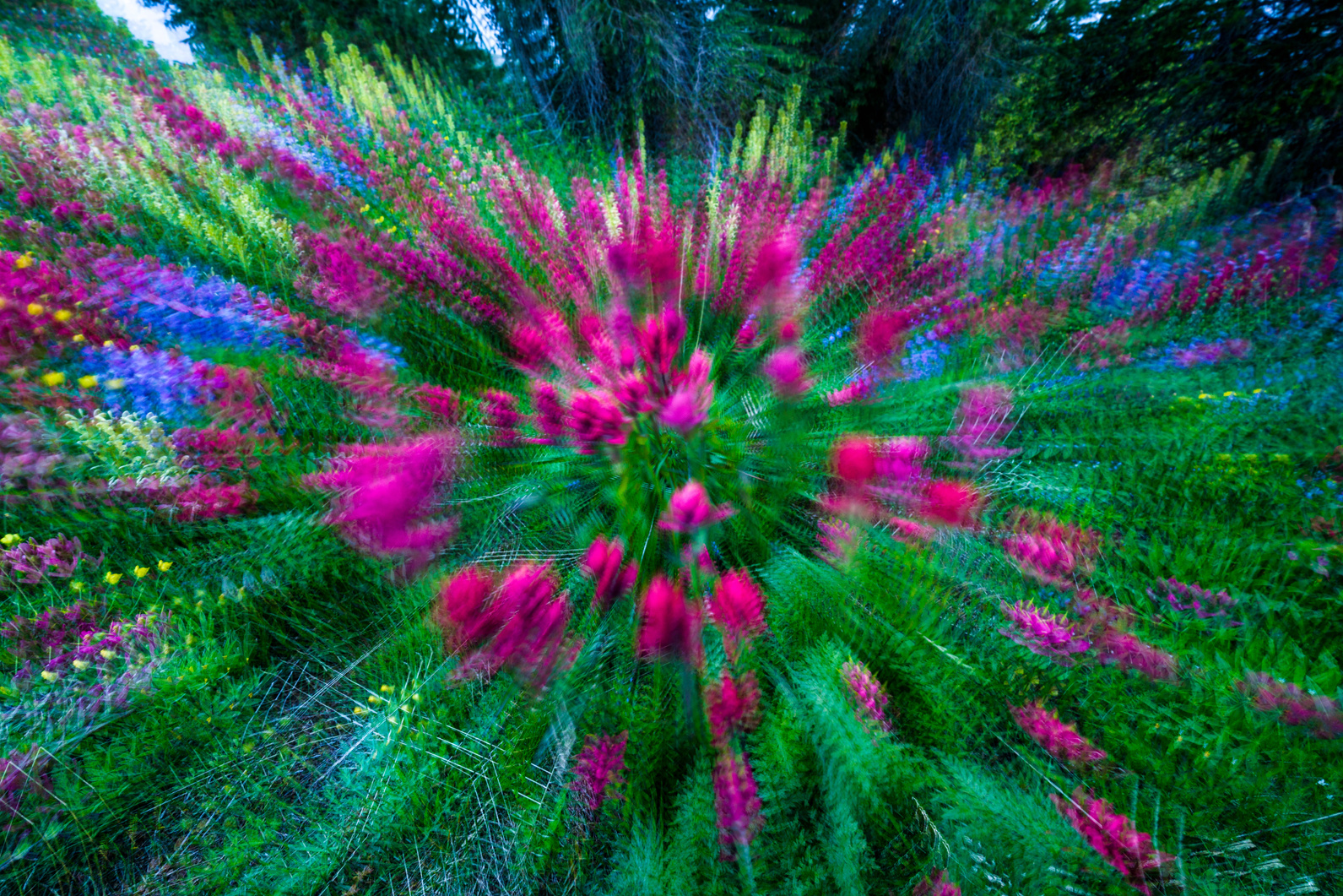 Trippy Psychedelic Wildflowers Zoom Blur